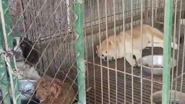 various bulldogs