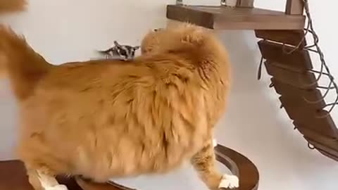Hilarious Cat Reactions to New Toys! 😂 Must-See Playtime Antics!