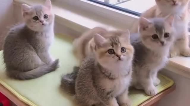 OMG So Cute ♡ Best Funny Cats and Dogs Compilation #Shorts