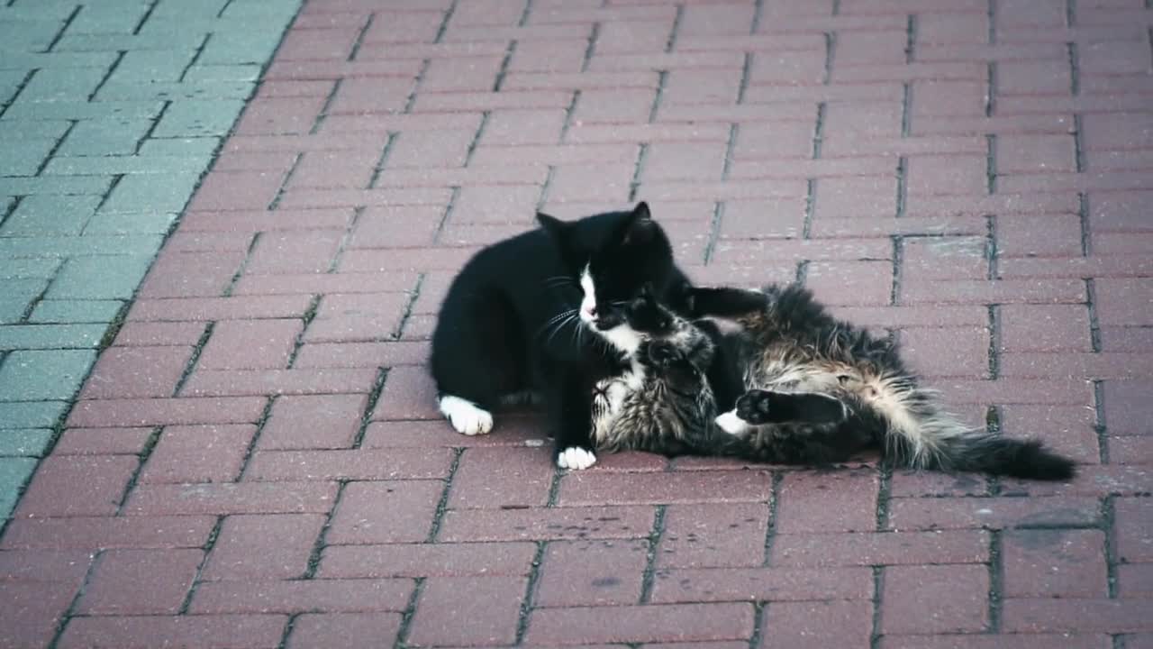 cat