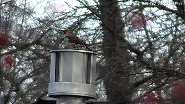 Confused Woodpecker