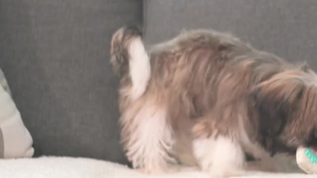 cute puppy ASMR