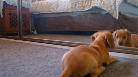 A dogs fight with his reflection in the mirror