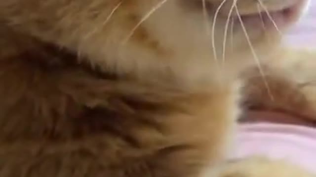 funny cute cat