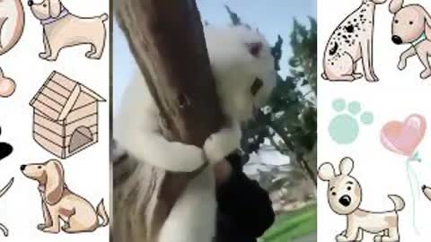 funny videos of animals and cats and dog