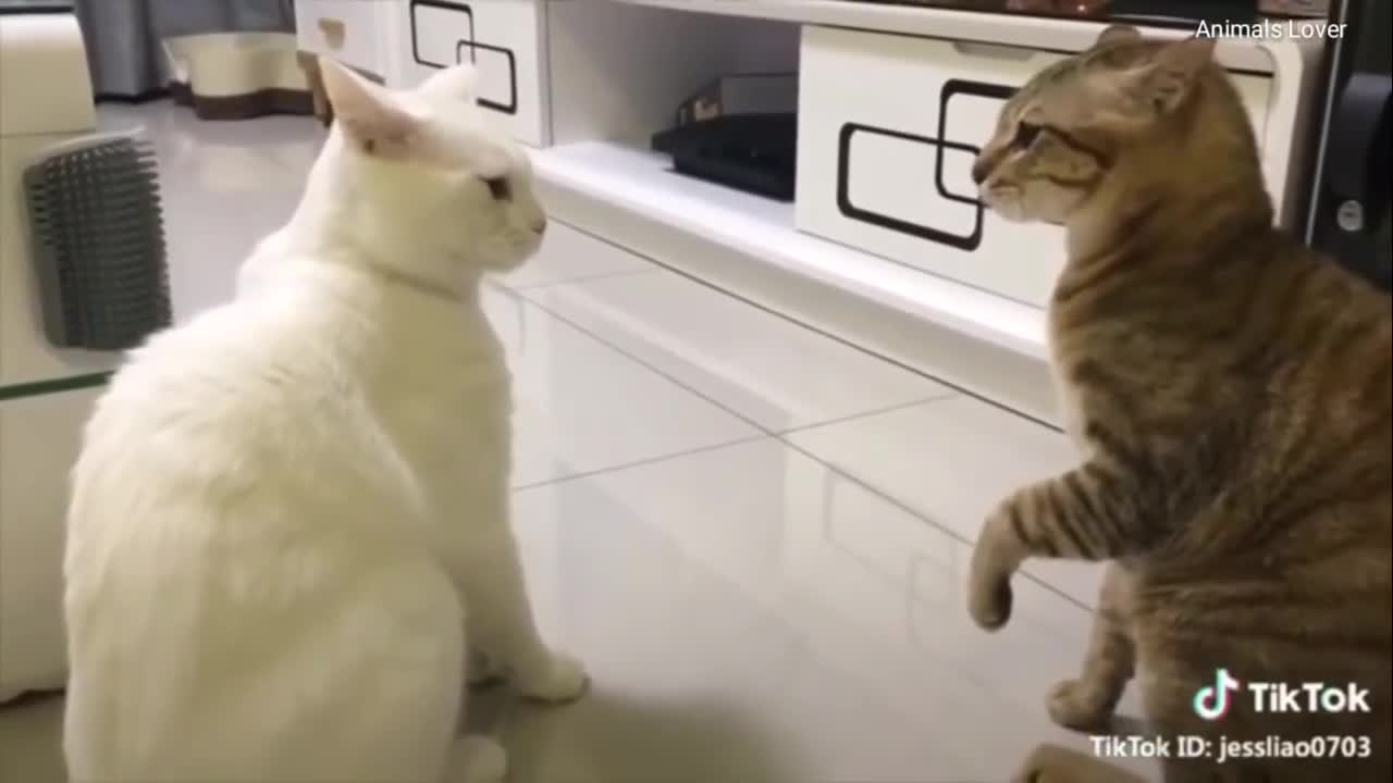 Cats talking !! these cats can speak english better than hooman (part 2)