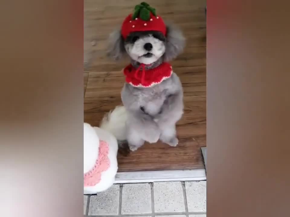 #CuteAnimals #CutePuppy #FunnyPuppy CUTE & FUNNY PUPPY 11
