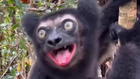 Lemur Calls #funny