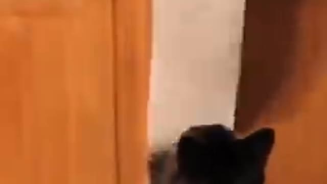 Funniest Cats Videos 🐱