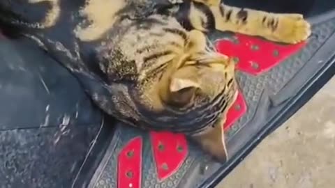 Pets Funny dogs videos funny Cats videos