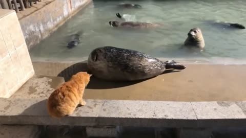 Hilarious Animal Moments You Can't Miss!"
