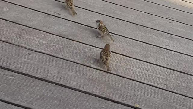 Sparrows' Lunch Time