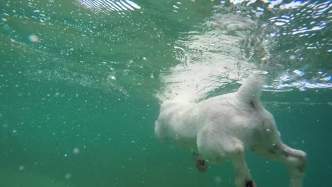 A cute swimming dog