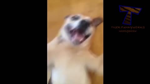 Very Funny Dogs!!! Try Not to Laugh!!!😂😂