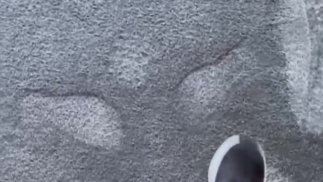 Wet Carpet