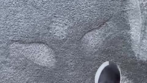 Wet Carpet