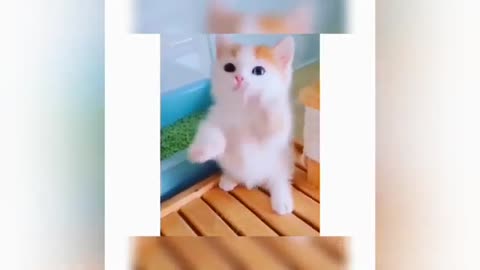 Aww😄 Cute Kittens Doing Funny Things 2021 🐱 Cutest ☬