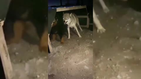 Tibetan mastiff vs wolves