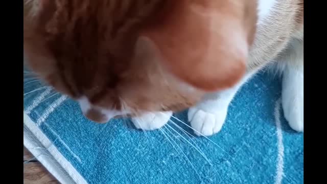 catsoftiktok