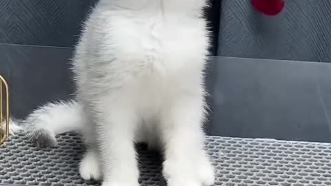 Touche pussy cat