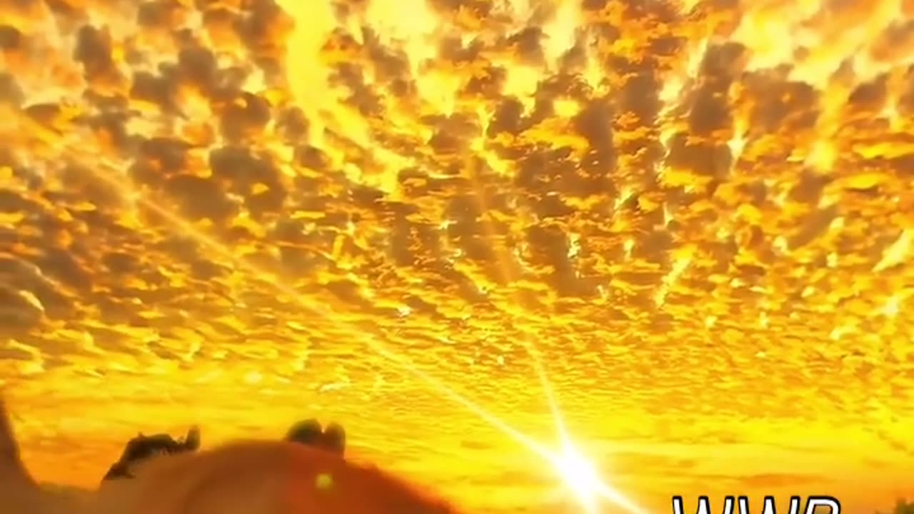 Cute Sunset with Kitty