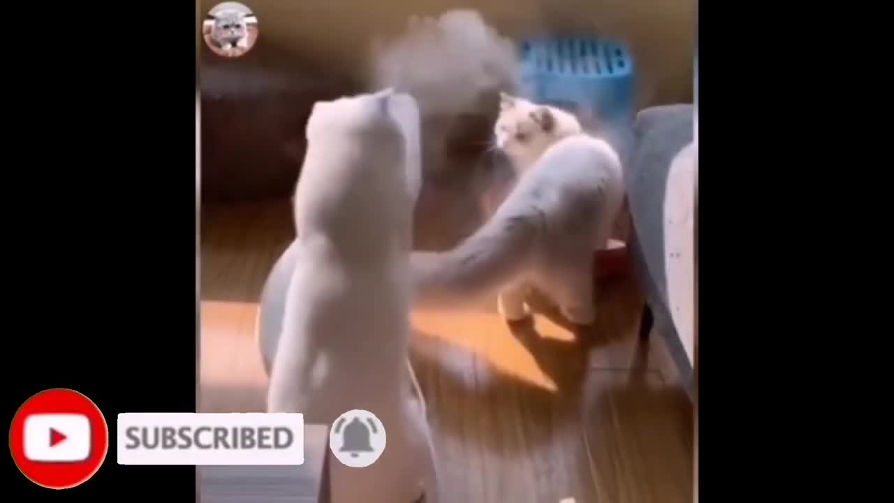 ❤❤Cats Funny Videos Compilation Funny Cat Videos Compilation 2020 Cute Cat Videos #53❤
