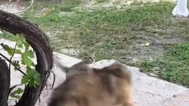 🤣Funny Animals Videos 2021🤣 🐶 It's time to LAUGH with animals life