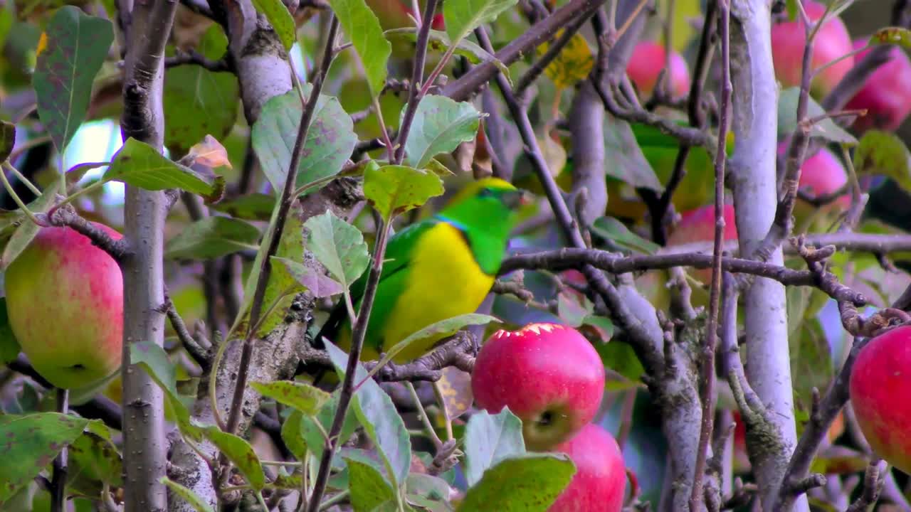 The Golden-Browed Chlorophonia 🐦