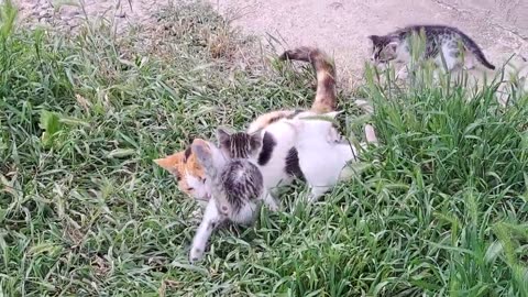 Beautiful and cute little kittens are walking in the garden