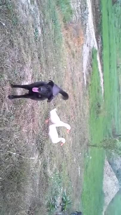 Buddy and the ducks again