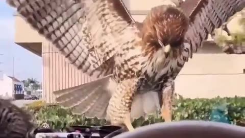 Hawk trying to get kitten even though windshield is in way