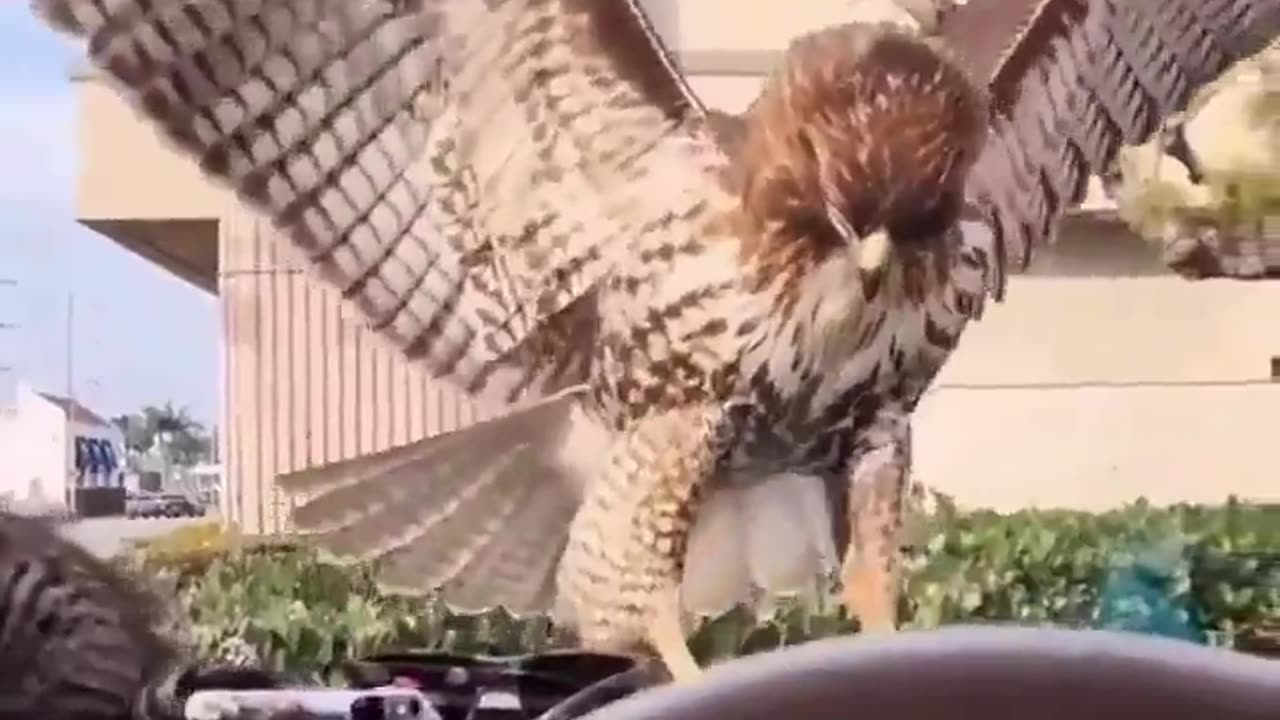 Hawk trying to get kitten even though windshield is in way