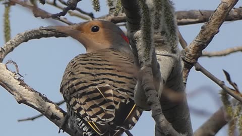 Northern Flicker Perched in Tree Video