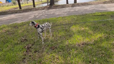 Luna at St. Augustine Tesla Supercharger