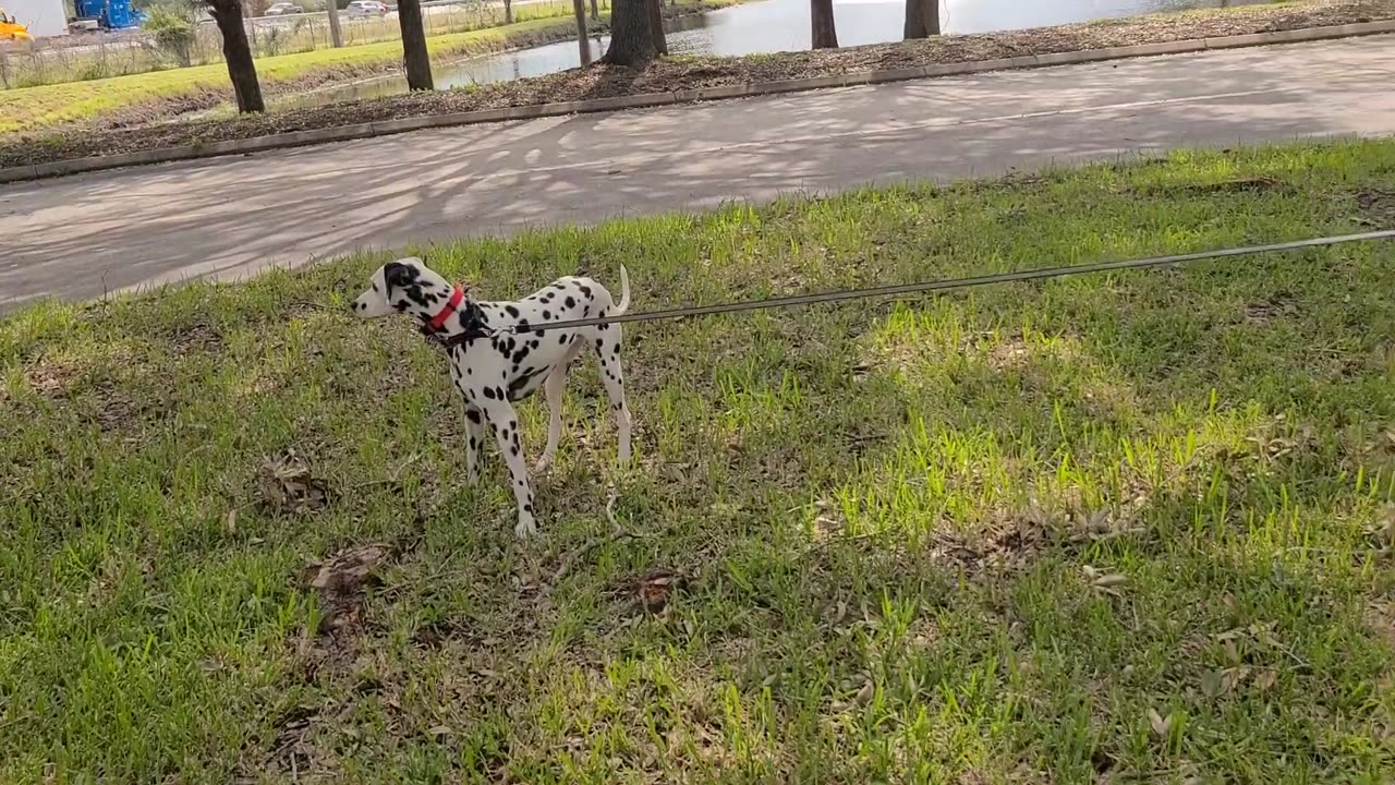 Luna at St. Augustine Tesla Supercharger
