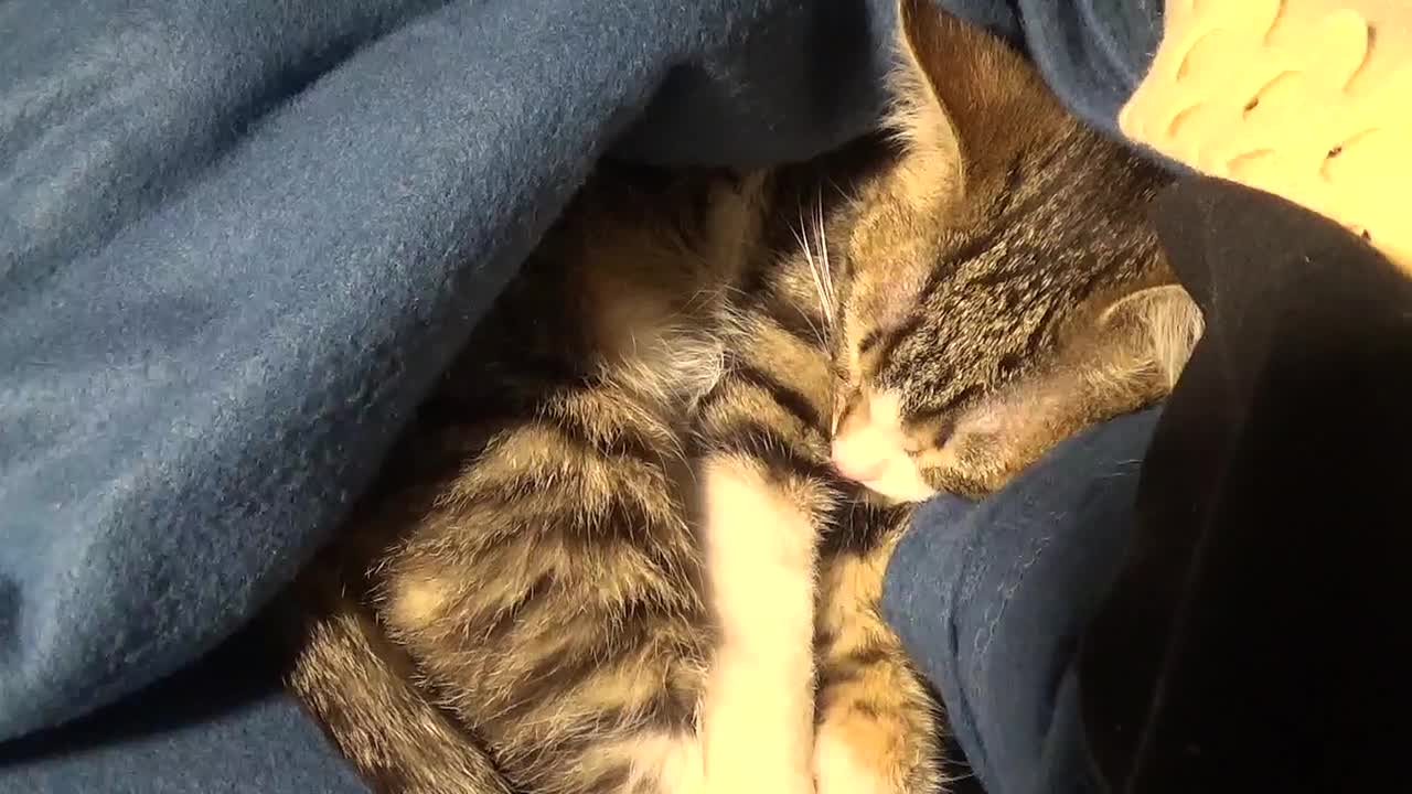 Small Cat Rudolph Hides in the Blanket