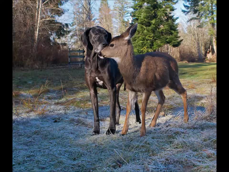 Unusual friendships between animals