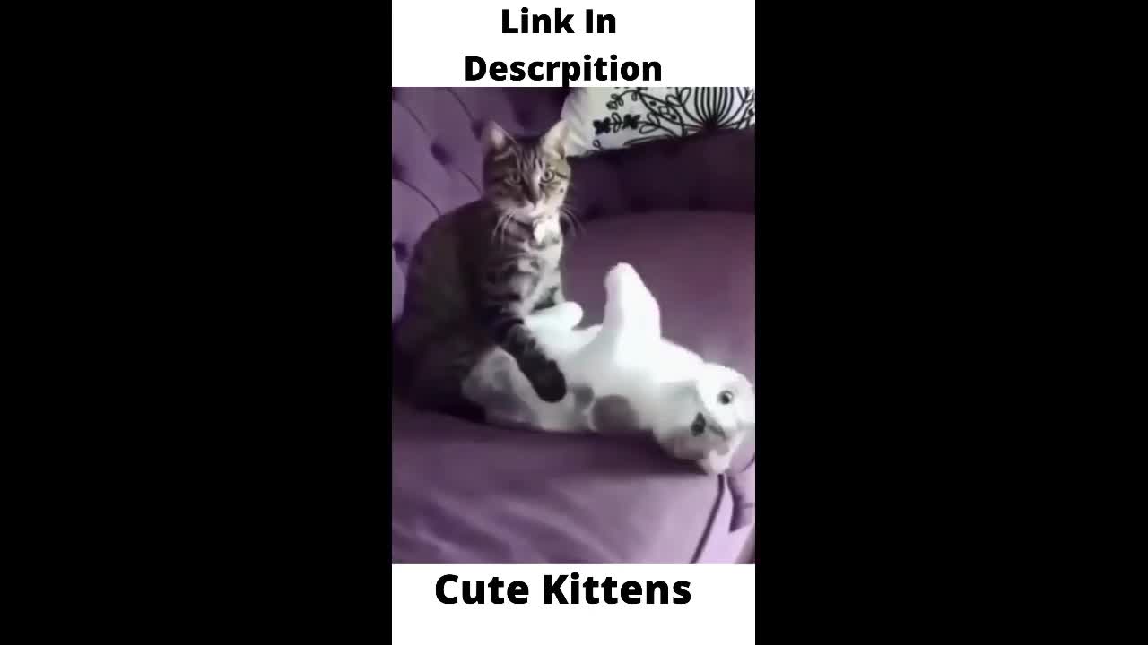 Cute Kittens doing funny actions