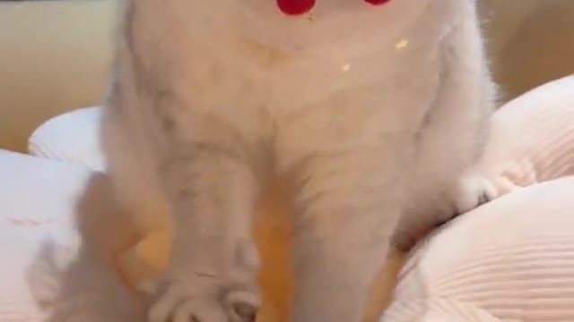 📹 Cute Cats and Funny Animals Compilation 😹 Try Not To Laugh Challenge 💚