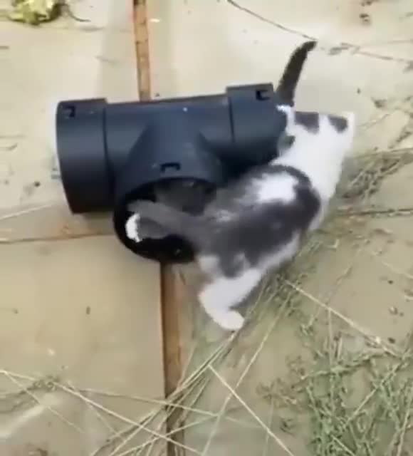 Cute Kittens Play in pipe