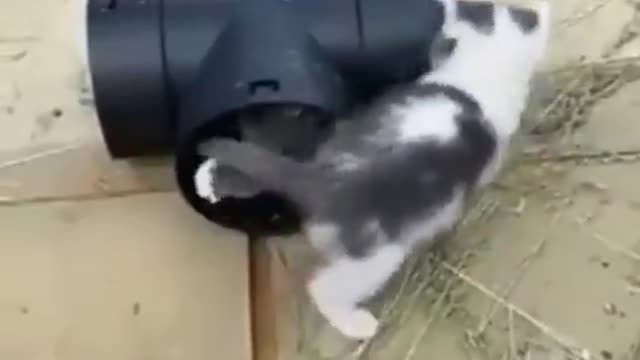 Cute Kittens Play in pipe