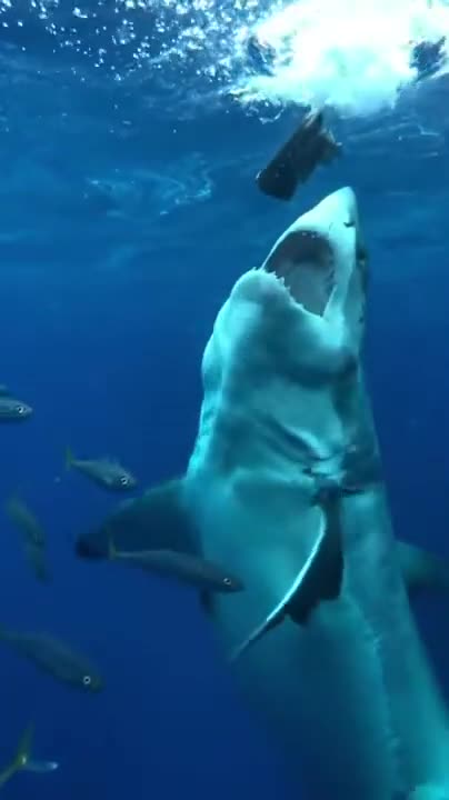 Big White Shark going after bait in Slow Motion