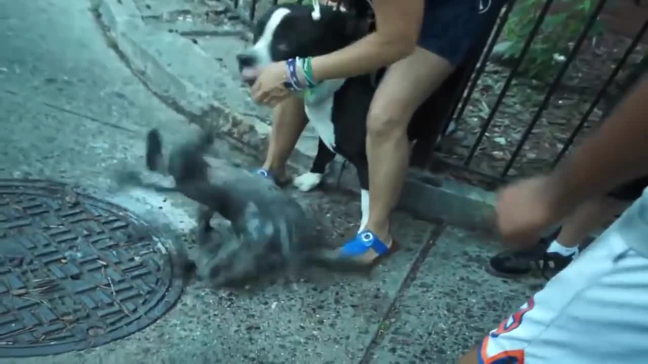 Pitbull attack Dogs - compilation 2014\ # Pittbull_Attack Dogs