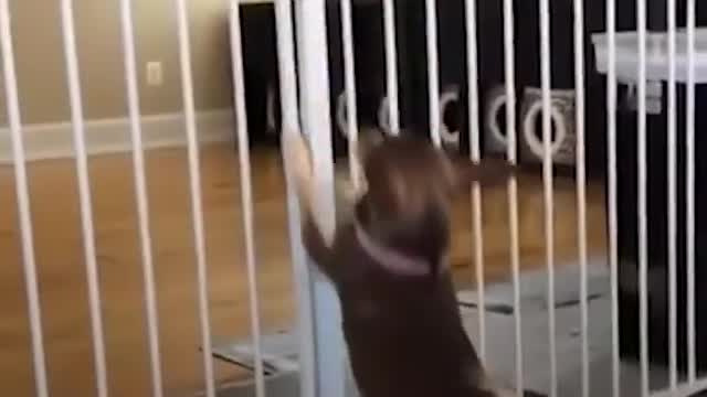 Guy Can't Stop Rescuing Abandoned Chihuahuas