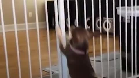 Guy Can't Stop Rescuing Abandoned Chihuahuas