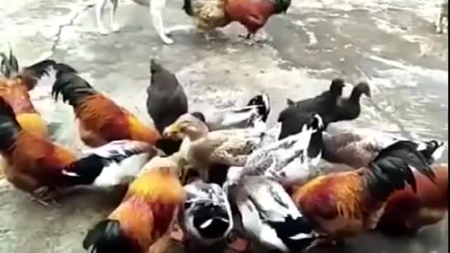 Dog vs cock funny dog vs rooster fight