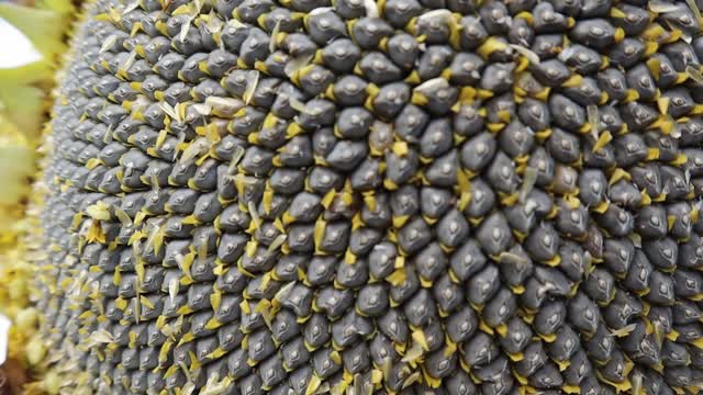 1st Sunflower Harvest of 2022