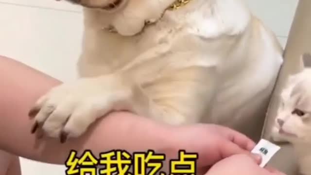🐶 Cute Dog Funny Reaction😍|| So Cute Dog Video 2022