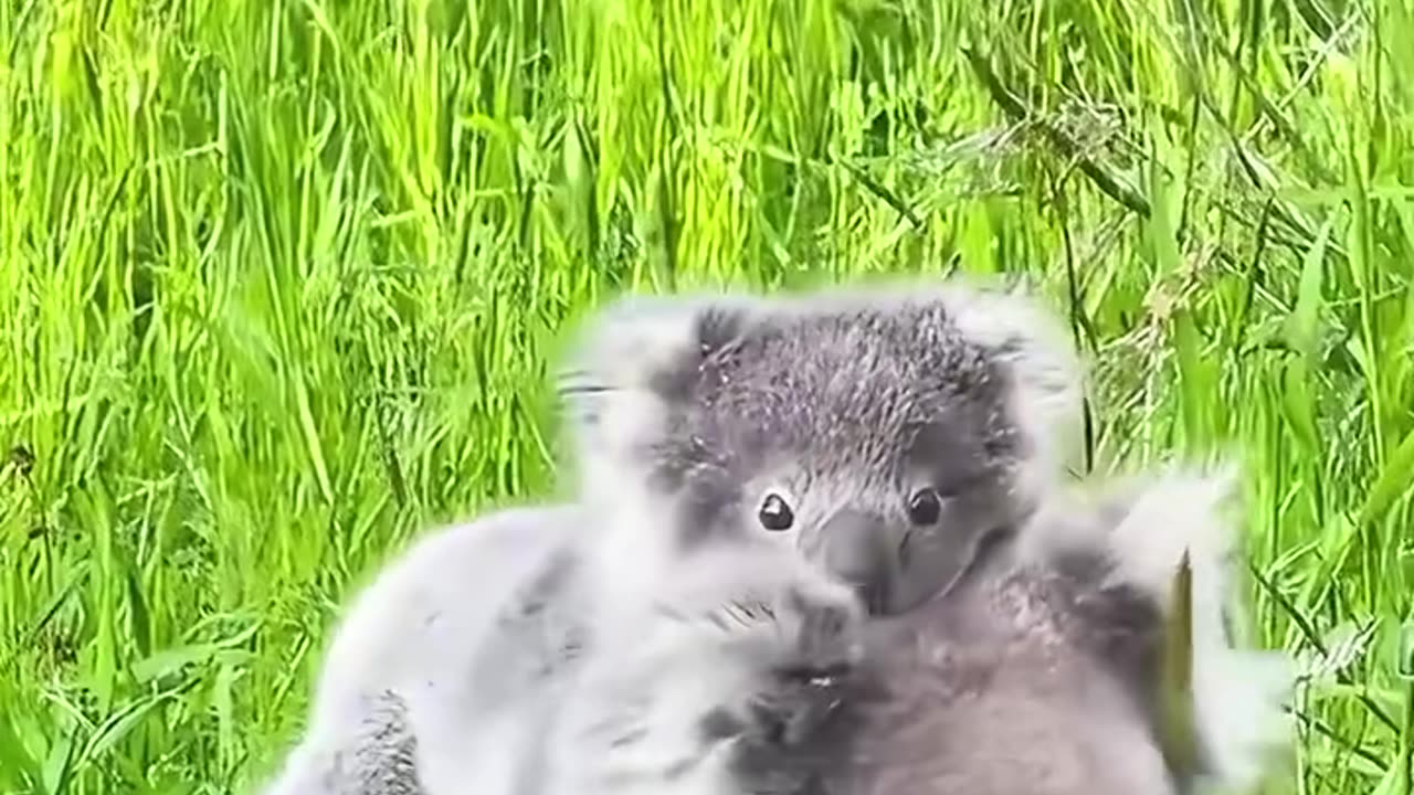 This woman rescued a koala