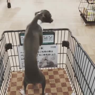 It looks like a strange dance 🤣🤣